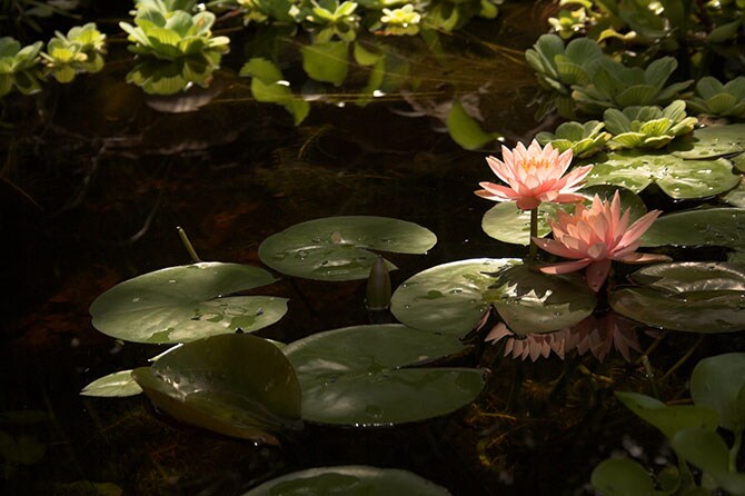 pond and lilly pads